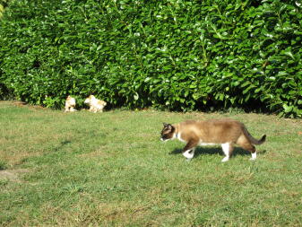 Hühner und katze im garten