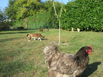 Hühner und katze im garten