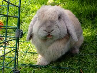 Mein Lovley Mini Lop