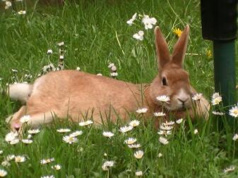 Toffee entspannend im Gras und in den Blumen