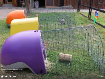 Die Omlets des Jasper's Bunny Hotels