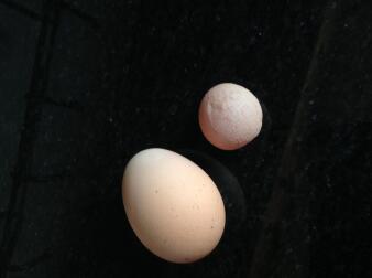 Diese Eier stammten von derselben Henne am selben Tag