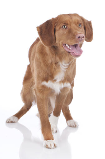 Ein wunderschöner nova scotia duck tolling retriever schaut neugierig