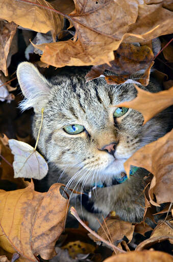 Eine hochlandkatze, die sich in der laubstreu versteckt