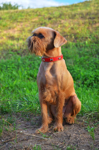 Ein brüsseler griffon mit sehr gepflegtem fell, der sehr ordentlich sitzt