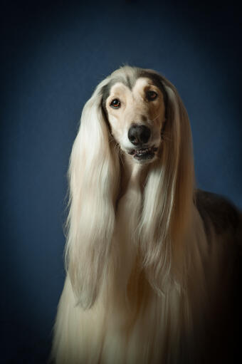 Ein schöner afghanischer windhund mit fantastisch gepflegtem haar