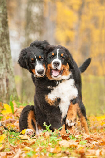 Zwei erwachsene berner sennenhunde genießen die gesellschaft des anderen