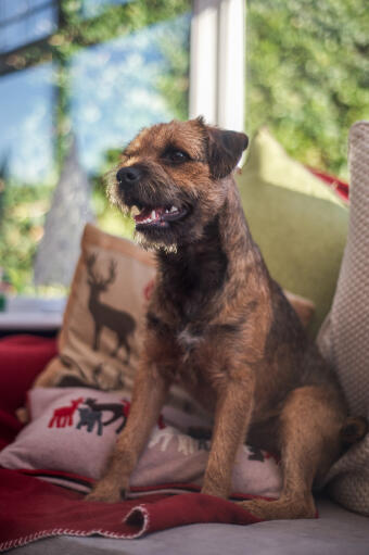 Ein schöner, kleiner border terrier, der ruhig auf dem sofa sitzt