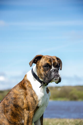 Ein glücklicher boxer, der sich beim spaziergang hinsetzt