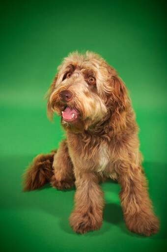 Ein otterhund mit schokoladenbraunem fell