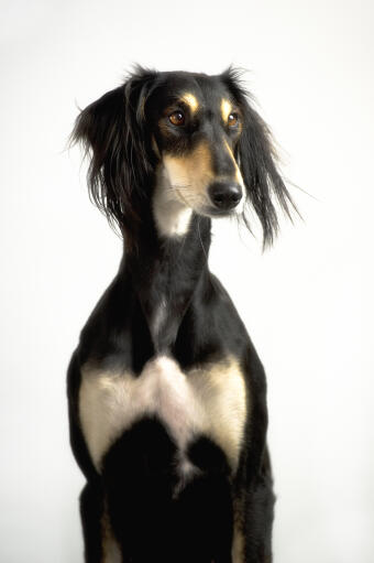 Ein saluki, der seinen unglaublichen, schlanken körperbau und seine langen, weichen ohren zur schau stellt