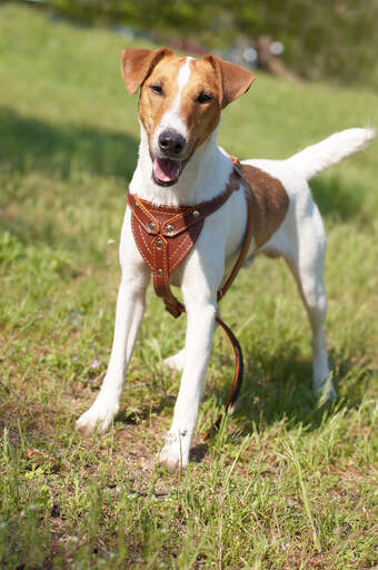 Ein aufrecht stehender foxterrier, der darauf wartet, dass sein besitzer mit ihm spielt