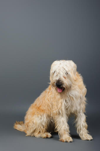 Das unglaublich dichte, lange fell eines soft coated wheaten terriers