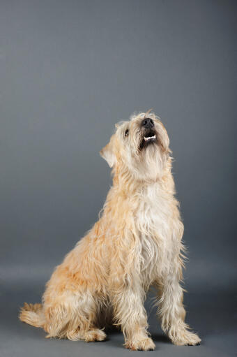 Ein gesunder erwachsener soft coated wheaten terrier, der auf ein kommando wartet