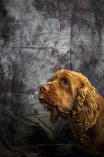 Eine nahaufnahme der wunderbar dicken, lockigen ohren eines sussex-spaniels