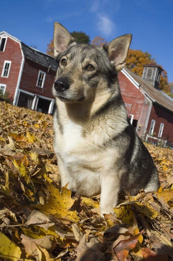 Ein schöner erwachsener schwedischer vallhund, der im laub sitzt und auf etwas aufmerksamkeit wartet