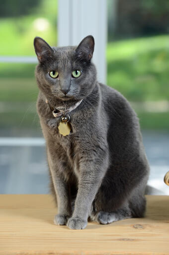 Ein hübscher korat mit plüschgrauem fell