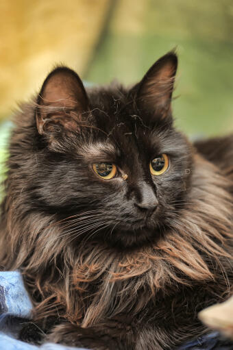 Nahaufnahme einer liegenden chantilly-katze