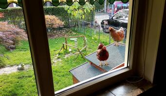 Hühner auf ihrem hölzernen hühnerstall mit blick ins haus