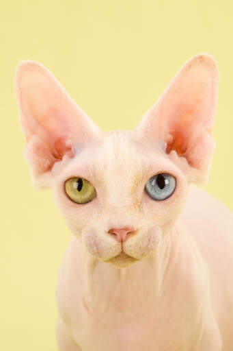 Eine bambino-katze mit heterochromen augen