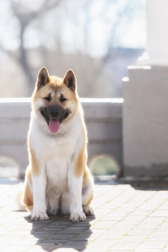 Ein schöner erwachsener akita sitzt auf der terrasse