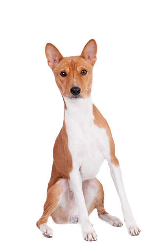 Ein schöner junger braun-weißer basenji sitzt stolz