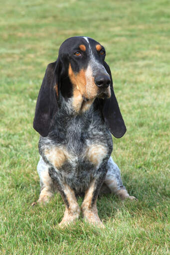 Ein hübscher basset bleu de gascogne mit schönem gesprenkeltem fell