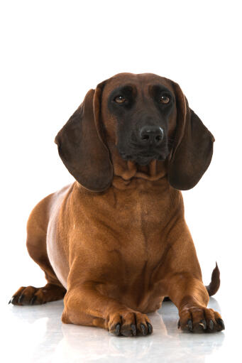 Ein bayerischer gebirgshund, der sich hinlegt und sehr königlich aussieht