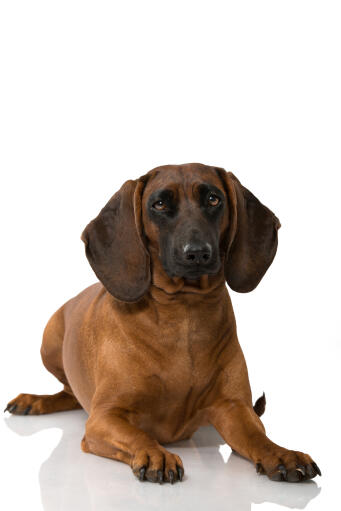 Ein bayerischer gebirgshund, der liegend seine schönen ohren zur schau stellt