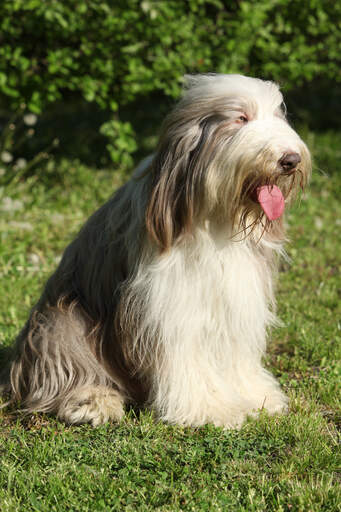 Ein schöner ausgewachsener bearded collie, der brav sitzt und sich ausruht