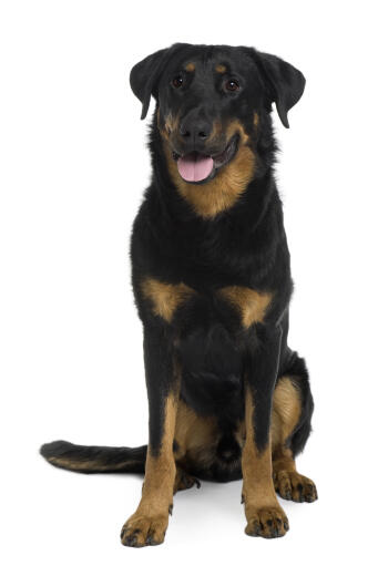 Ein kräftiger erwachsener beauceron, der aufmerksam sitzt