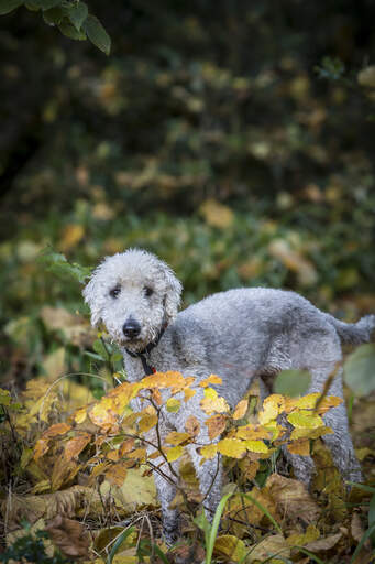 Ein wunderschöner, kleiner bedlington terrier, der draußen spielt