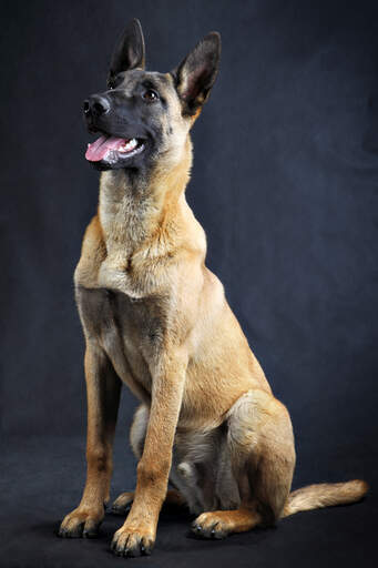 Belgischer Schäferhund (Malinois) Hunderassen