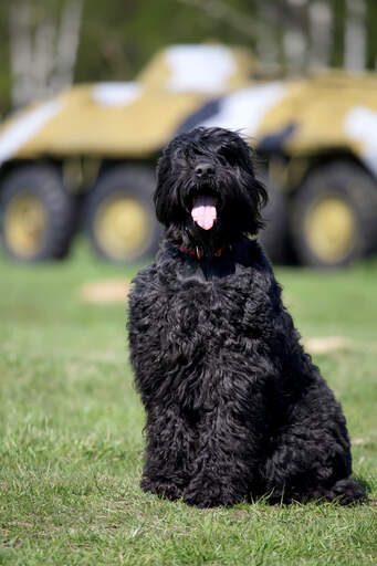 Ein erwachsener schwarzer russischer terrier mit gesundem, schwarzem fell