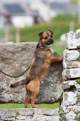 Ein wunderschöner border terrier, der sich auf den felsen reckt