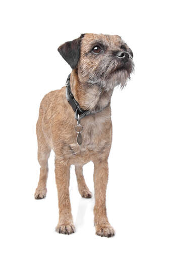 Ein junger border terrier mit einem schönen, kurzen, drahtigen fell