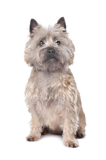 Ein schön getrimmter erwachsener cairn-terrier, der brav sitzt