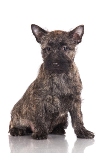 Ein kurzhaariger, drahtiger, junger cairn terrier welpe