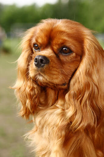 Eine nahaufnahme der schönen langen, weichen ohren eines cavalier king charles spaniels