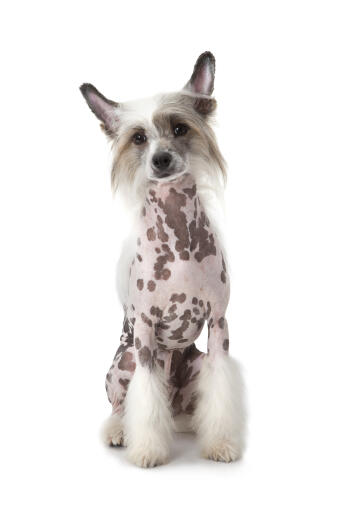 Ein gefleckter chinese crested mit schön gepflegtem fell