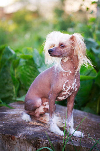 Ein erwachsener chinese crested mit unbehaarten körper, gepflegtem kopf und gepflegten füßen