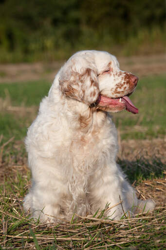 Ein clumber spaniel, der schön sitzt und auf etwas aufmerksamkeit wartet