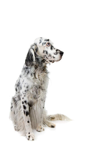 Ein ausgewachsener english setter mit einem schönen langen schwarz-weißen fell