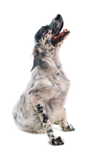 Ein junger erwachsener english setter mit einem interessanten schwarz-weißen fell