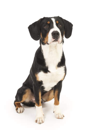 Ein entlebucher sennenhund, der geduldig auf etwas aufmerksamkeit wartet