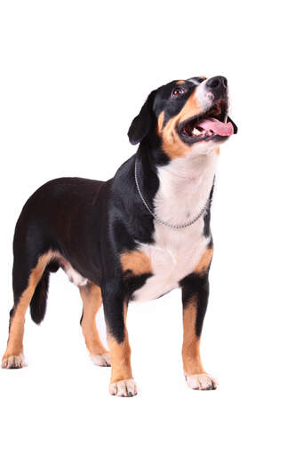 Ein entlebucher sennenhund mit kurzem, gedrungenem körper