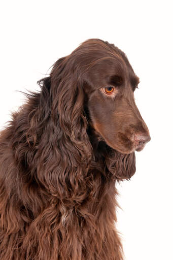 Ein hübscher feldspaniel, der hündische gedanken hegt