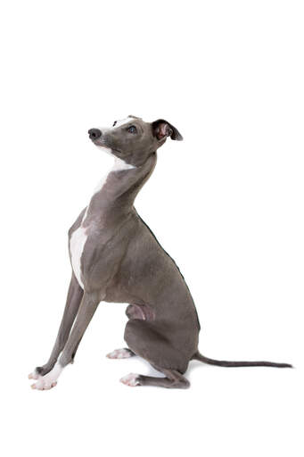Ein schöner grauer und weißer erwachsener italienischer windhund, der sehr aufmerksam sitzt