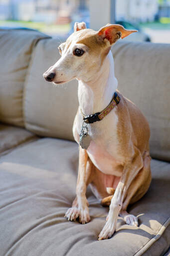 Ein italienischer windhund, der mit angelegten ohren auf dem sofa sitzt