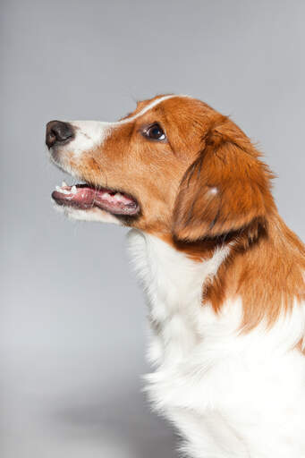 Eine nahaufnahme der schönen langen nase und des weichen weißen fells eines kooikerhondje